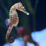 L'hippocampe شقة سُت