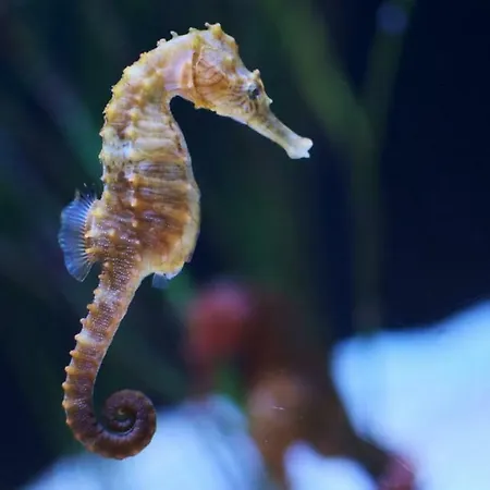 L'hippocampe شقة سُت