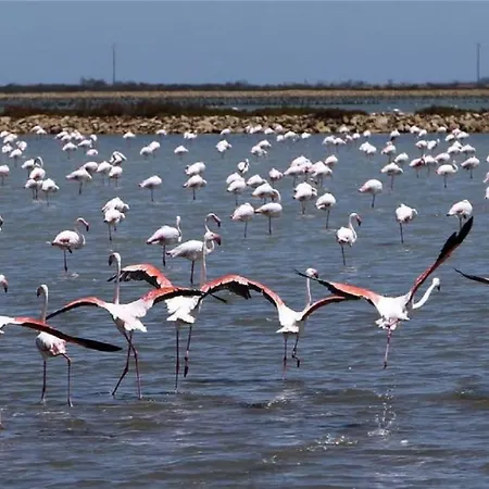 L'hippocampe Apartment *