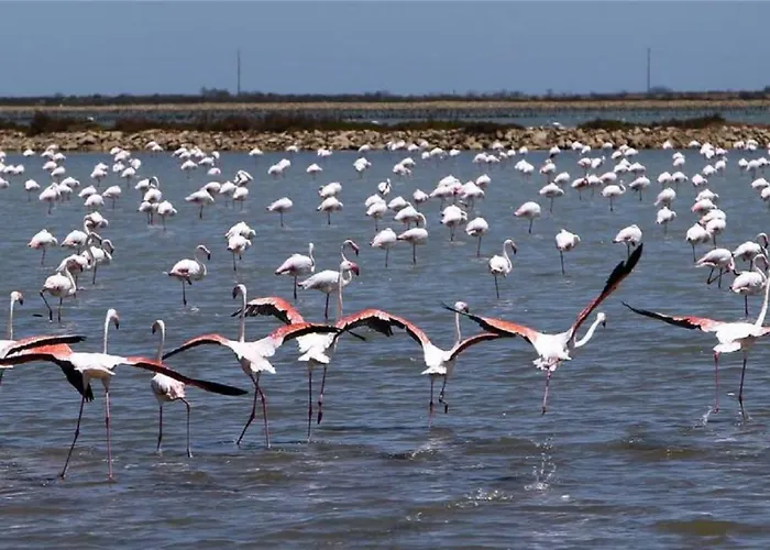 L'hippocampe Апартаменты *